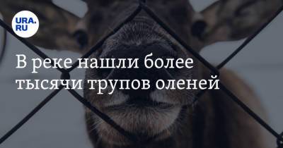 В реке нашли более тысячи трупов оленей - ura.news - Красноярский край