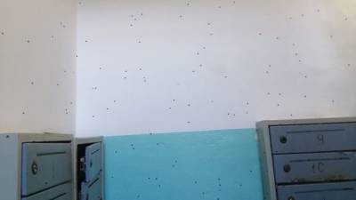 Жителей дома в Тюмени атаковали канализационные мушки - nashgorod.ru - Тюмень
