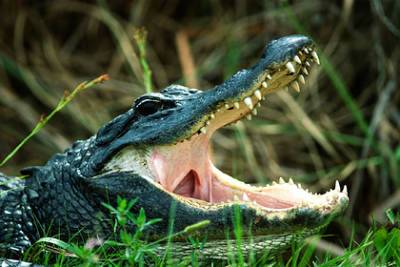 Солдат бросился на помощь схваченному крокодилом товарищу и едва не лишился руки - lenta.ru - Australia - штат Квинсленд