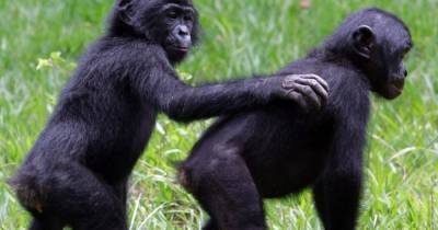 Все как у людей. Шимпанзе говорят друг другу "привет" и "пока", - новое исследование - focus.ua - Украина