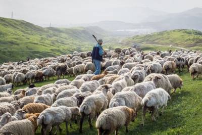 Из-за удара молнии в Грузии погибли сотни овец (ВИДЕО) - enovosty.com - Грузия