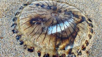Фото дня: Рыба застряла внутри полупрозрачной медузы - techno.bigmir.net - Англия