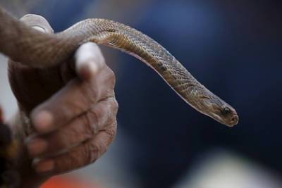 Пьяный мужчина загрыз укусившую его змею и умер - lenta.ru - India - штат Гуджарат - штат Бихар