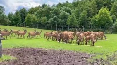 В Сеть выложили видео кормления оленей в Никольском лесхозе - penzainform.ru - Пензенская обл.