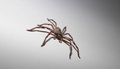 Интересный факт дня: Самый большой паук живет в Австралии - techno.bigmir.net - Австралия - Юта