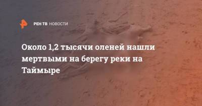 Около 1,2 тысячи оленей нашли мертвыми на берегу реки на Таймыре - ren.tv - Красноярский край