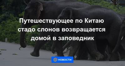Путешествующее по Китаю стадо слонов возвращается домой в заповедник - news.mail.ru - Китай