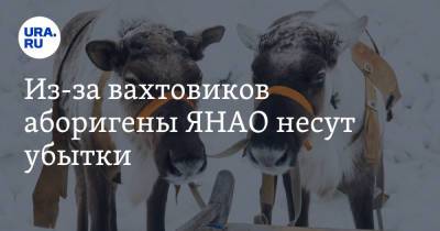 Из-за вахтовиков аборигены ЯНАО несут убытки - ura.news - окр. Янао