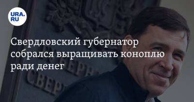 Евгений Куйвашев - Свердловский губернатор собрался выращивать коноплю ради денег - ura.news - Екатеринбург - Свердловская обл.
