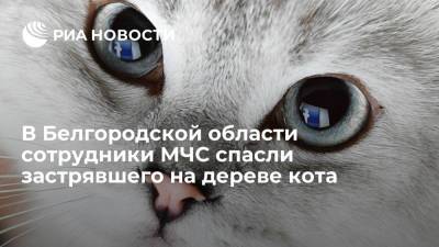 В Старом Осколе сотрудники МЧС сняли с дерева кота, застрявшего на уровне пятого этажа - ria.ru - Москва - Белгородская обл.