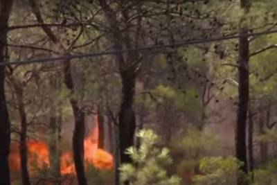 Бекир Пакдемирли - Фахреттин Коджа - В Турции заявили о ликвидации всех лесных пожаров - mk.ru - Турция