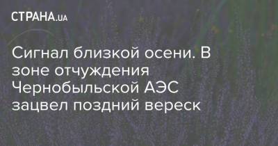 Сигнал близкой осени. В зоне отчуждения Чернобыльской АЭС зацвел поздний вереск - strana.ua - Украина - Швеция