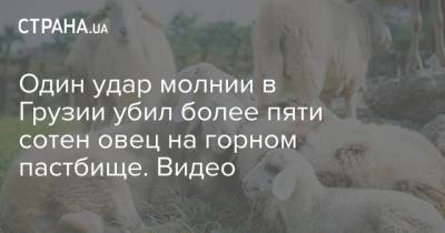 Хатия Деканоидзе - Один удар молнии в Грузии убил более пяти сотен овец на горном пастбище. Видео - strana.ua - Украина - Грузия