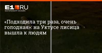 «Подходила три раза, очень голодная»: на Уктусе лисица вышла к людям - e1.ru - Екатеринбург
