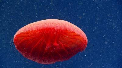 В Атлантическом океане ученые нашли новый вид медуз - enovosty.com - США - штат Род-Айленд
