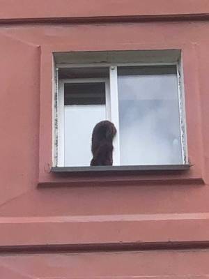 Южно-сахалинские спасатели мчались на помощь коту, а это оказался воротник - sakhalin.info - Южно-Сахалинск