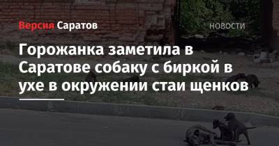 Горожанка заметила в Саратове собаку с биркой в ухе в окружении стаи щенков - nversia.ru - Саратов - район Заводский