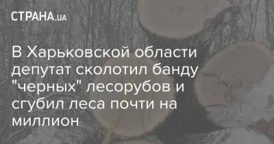 В Харьковской области депутат сколотил банду "черных" лесорубов и сгубил леса почти на миллион - strana.ua - Украина - Харьковская обл. - Харьков