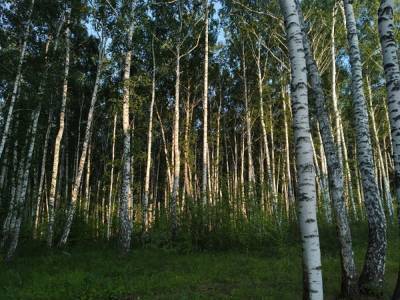 В Челябинской области стая собак чуть не разорвала лосенка - znak.com - Челябинская обл.
