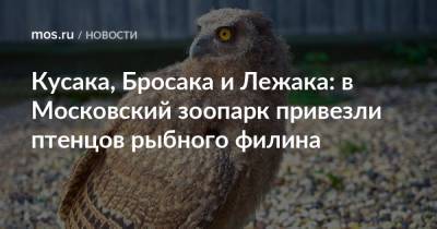 Кусака, Бросака и Лежака: в Московский зоопарк привезли птенцов рыбного филина - mos.ru - Москва - Волоколамск