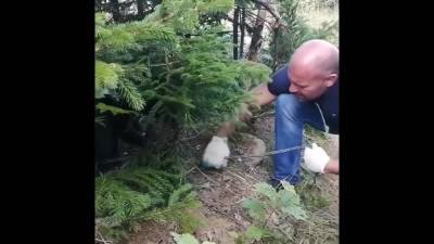 Неизвестные приковали собаку цепью в глухом лесу на Сахалине - sakhalin.info