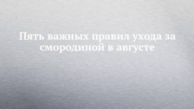 Пять важных правил ухода за смородиной в августе - chelny-izvest.ru
