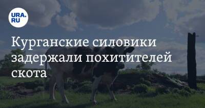 Курганские силовики задержали похитителей скота. Видео - ura.news - Россия - Курганская обл.