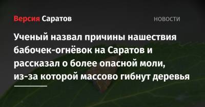Ученый назвал причины нашествия бабочек-огнёвок на Саратов и рассказал о более опасной моли, из-за которой массово гибнут деревья - nversia.ru - Саратов - Саратова