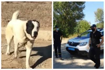 Одессит избавился от алабая во дворе: "Не захотел выполнять команды" - politeka.net - Украина - Одесса - Одесская обл.