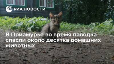 В Приамурье сотрудники МЧС спасли около десятка оставленных хозяевами домашних животных - ria.ru - Россия - Владивосток