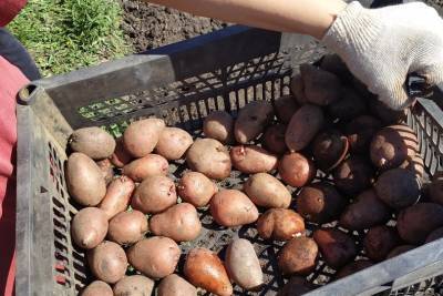 Шесть продуктов помогут повысить уровень железа в организме - ufacitynews.ru