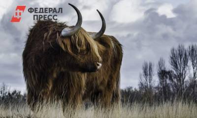 Стала известна еще одна теория вымирания мамонтов - fedpress.ru - Москва - шт.Аляска