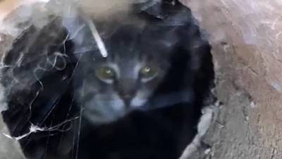 В Башкирии котят на два года замуровали в подвале - bash.news - Башкирия