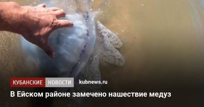 В Ейском районе замечено нашествие медуз - kubnews.ru - Ейск - Азовское Море