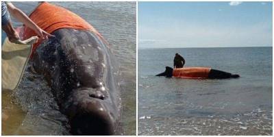 Жители Сахалина спасали застрявшего на мели кита - skuke.net - Сахалин