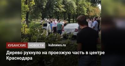 Дерево рухнуло на проезжую часть в центре Краснодара - kubnews.ru - Краснодарский край - Краснодар
