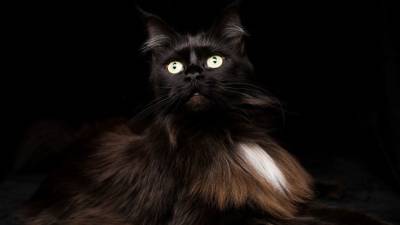 Зеркала и черные кошки: Какие приметы могут навлечь несчастья в пятницу, 13-е - 5-tv.ru - Франция