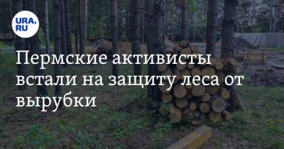 Дмитрий Махонин - Пермские активисты встали на защиту леса от вырубки - ura.news - Пермский край