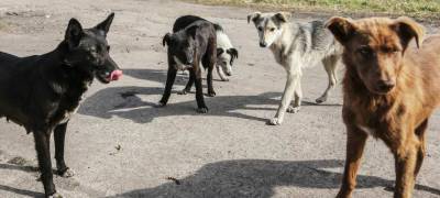 Власти Петрозаводска предлагают горожанам сообщать о бродящих собаках - stolicaonego.ru - Петрозаводск - республика Карелия