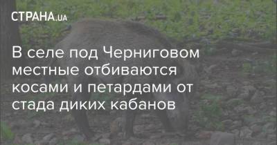 В селе под Черниговом местные отбиваются косами и петардами от стада диких кабанов - strana.ua - Украина - Черниговская обл. - Черкасская обл.