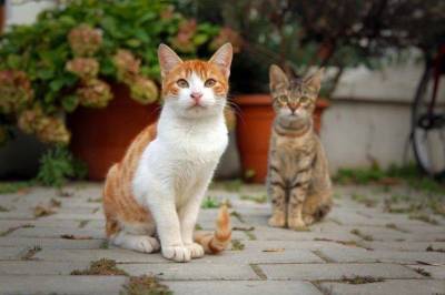 Каких кошек в упор не замечают в приютах? - skuke.net