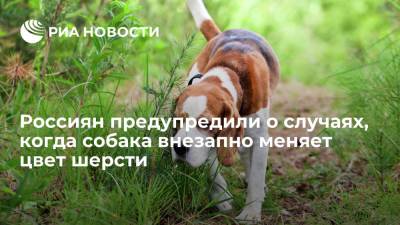 Владимир Голубев - Президент Российской кинологической федерации Голубев: стрижка собак под ноль чревата облысением - ria.ru - Москва - Россия