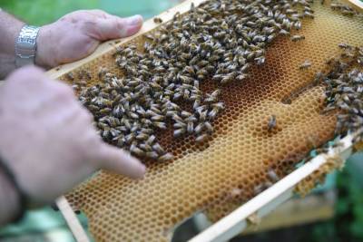 Пчеловод объяснил, почему воск для кожи полезнее меда - vm.ru - Москва - Россия