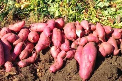 Перепроизводство: цены на батат не покрывают расходы фермеров - agroportal.ua - США - Украина - Египет