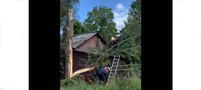 Огромное дерево упало на жилой дом в Петрозаводске (ВИДЕО) - stolicaonego.ru - Петрозаводск