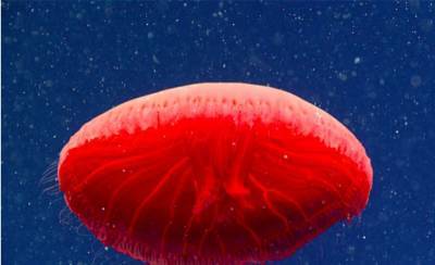 В глубинах Атлантики нашли ранее невиданную красную медузу - lenta.ua - Украина - Англия