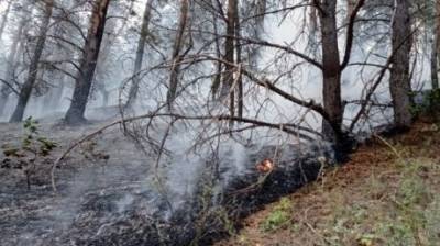 В Кузнецке школьники помогли потушить лесной пожар - penzainform.ru