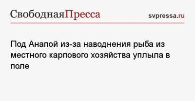 Под Анапой из-за наводнения рыба из местного карпового хозяйства уплыла в поле - svpressa.ru - Анапа - Ярославль - Иваново