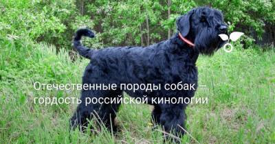 Отечественные породы собак — гордость российской кинологии - skuke.net - Россия