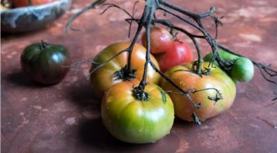 6 надежных способов созревания зеленых помидоров в помещении - skuke.net
